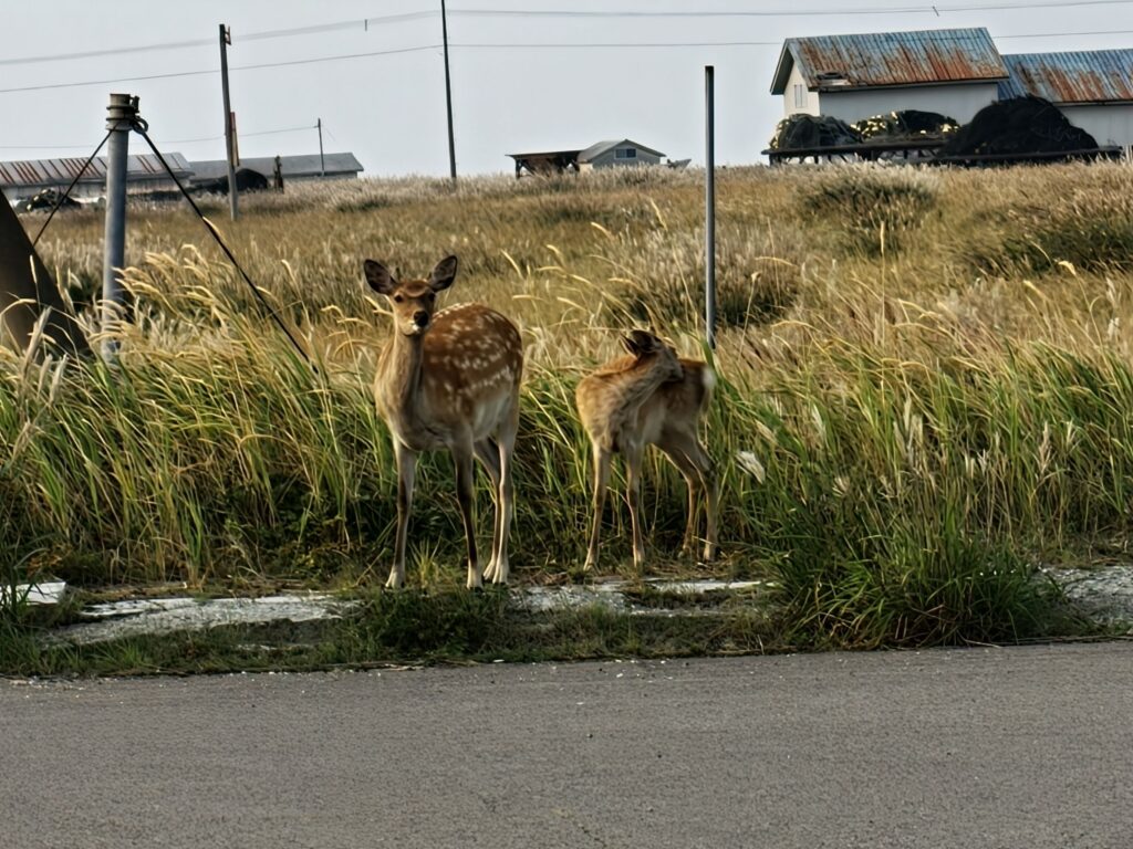 北海道のドライブ中に遭遇した野生のエゾシカの親子