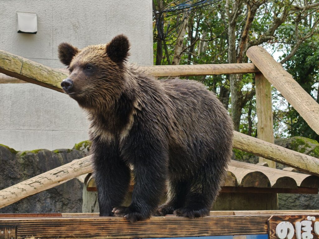 のぼりべつクマ牧場で元気に走り回る可愛い小熊