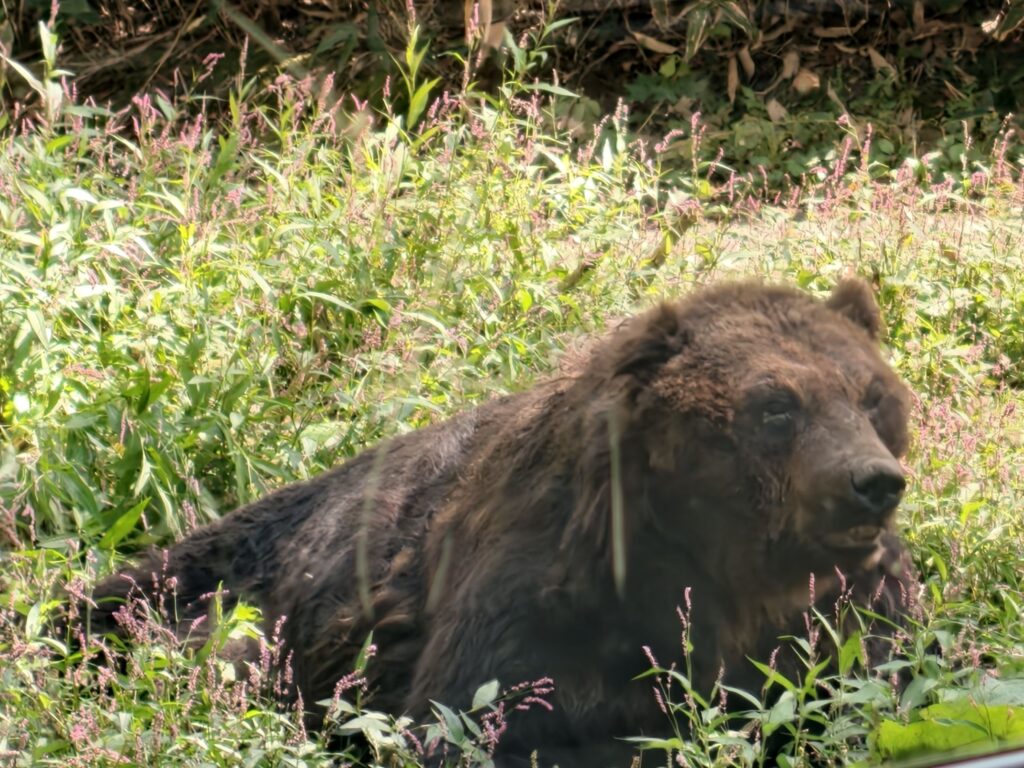 サホロリゾートベアマウンテンのバスコースで間近に見た迫力あるヒグマ