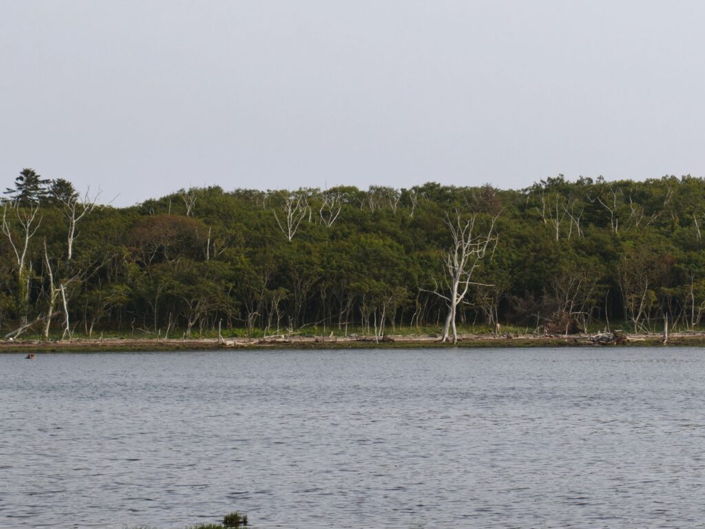圧倒的なスケールを感じる野付半島の立ち枯れた木々（トドワラ）の風景