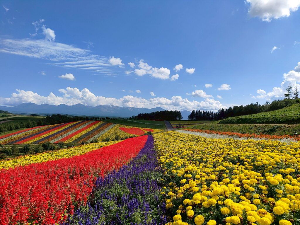 美瑛・四季彩の丘の広大な花畑の風景